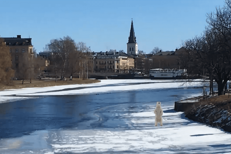 Ett montage med en isbjörn som står på isen i centrala Karlstad.